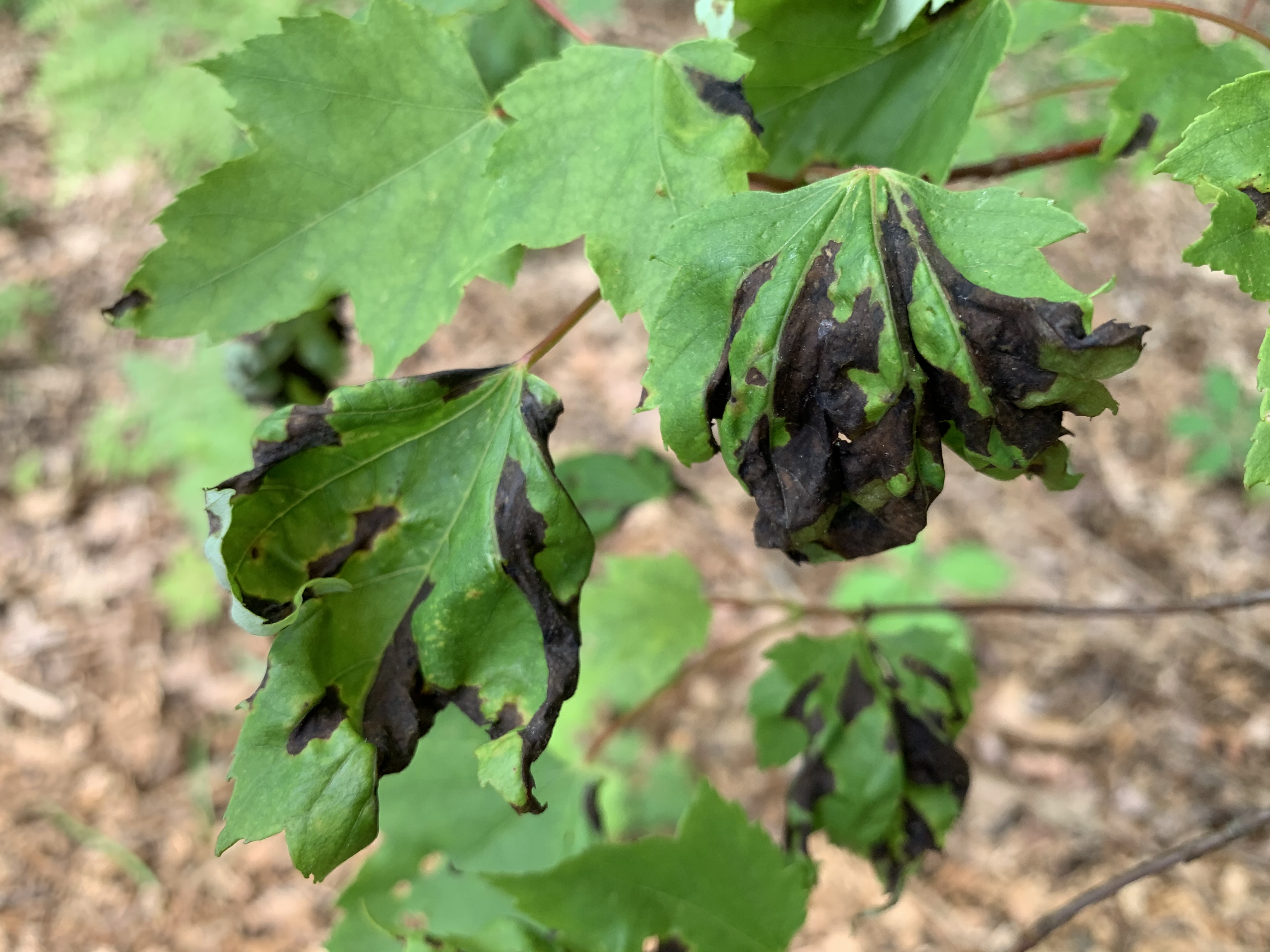 Red Maple Leaf Disease